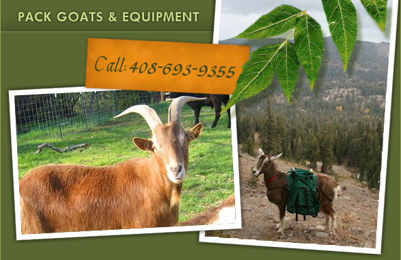 Pack Goats & Rental Equipment