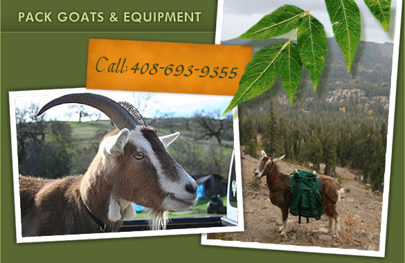 Pack Goats & Rental Equipment
